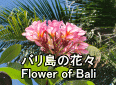 バリ島の花