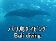 バリ島ダイビング